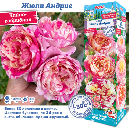 Роза Жюли Андрие (Чайно-гибридная) 1шт (Сиб сад)