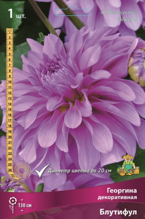 Георгина Блутифул 1шт (Поиск)