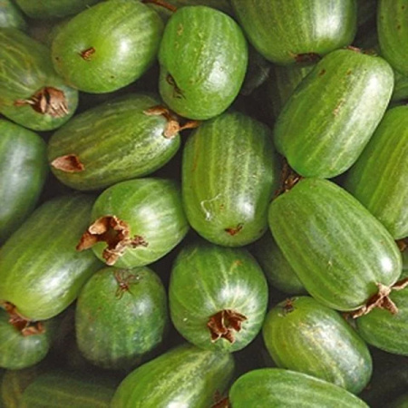 Актинидия Находка (коробка) 1шт (Поиск)