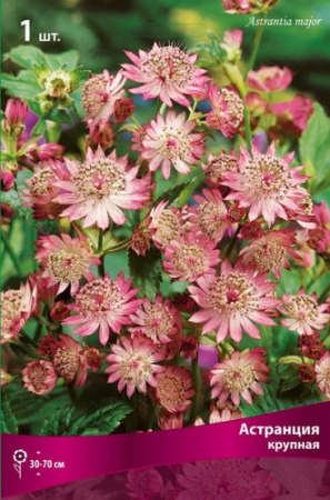 Астранция крупная 1шт (Поиск)