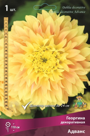 Георгина Адванс 1шт (Поиск)