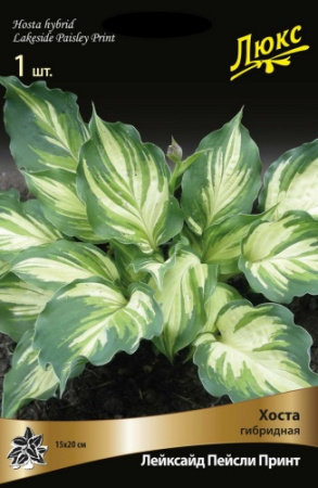 Хоста Лейксайд Пейсли Принт 1шт (Поиск)