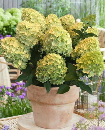 Гортензия Лемон Лайт (Метельчатая) 1шт (Поиск)