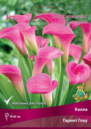 Калла Гарнет Глоу 14/16 1шт (Поиск)
