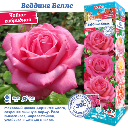 Роза Веддинг Беллс (Чайно-гибридная) 1шт (Сиб сад)