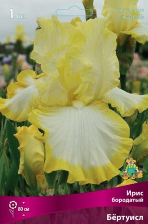 Ирис Бертуисл (Германский) 1шт (Поиск)