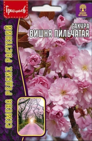Сакура Вишня пильчатая 5шт (Ред.Сем)