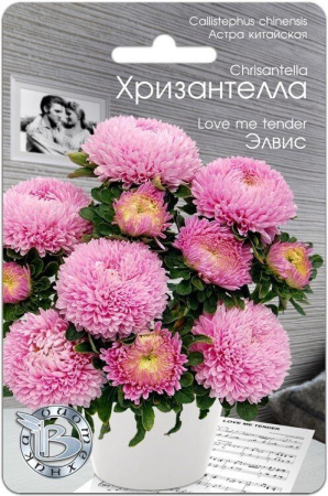 Астра ХРИЗАНТЕЛЛА Элвис однолетник 30шт (Биотехника)