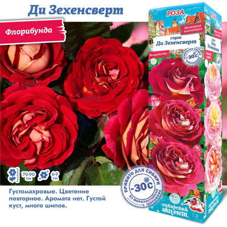 Роза Ди Зехенсверт (Флорибунда) 1шт (Сиб сад)