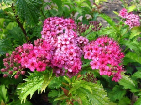 Спирея Криспа 1шт (Поиск)