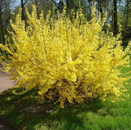 Форзиция Тетраголд 1шт (Поиск)