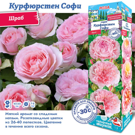 Роза Курфюрстен Софи (Шраб) 1шт (Сиб сад)