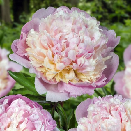 Пион Мадам Кало 2/3 1шт (Поиск)