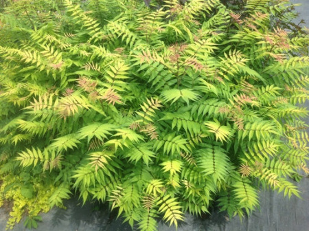 Рябинник Матча Болл 1шт (Поиск)