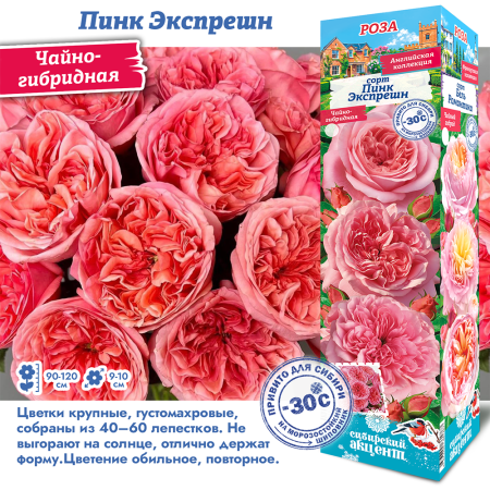 Роза Пинк Экспрешн (Чайно-гибридная) 1шт (Сиб сад)