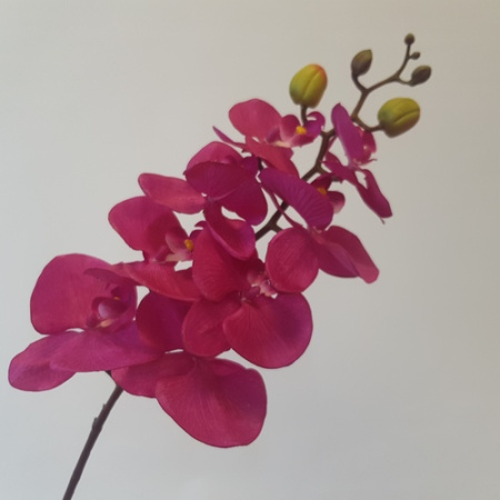 Орхидея темно-розовая 1шт (Сиб Сад)