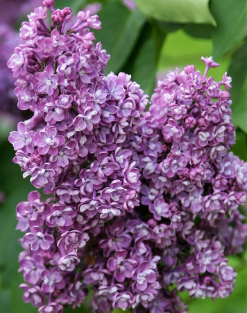 Сирень Лиловая пирамида 1шт (Поиск)