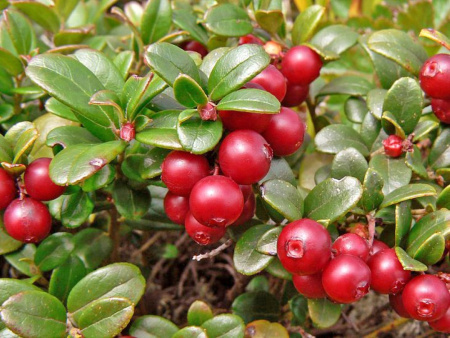 Брусника Аммерланд (коробка) 1шт (Поиск)