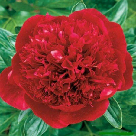 Пион Ред Мэджик 2/3 1шт (Поиск)