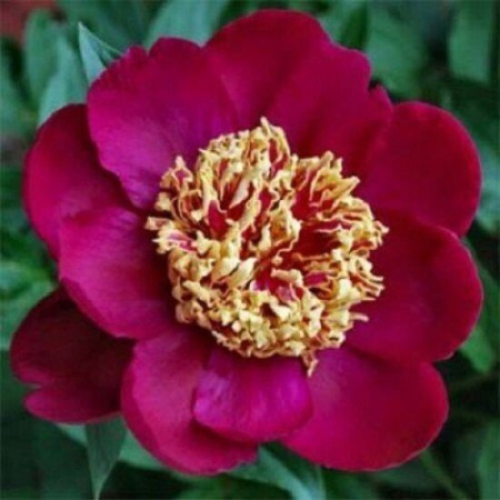 Пион Ниппон Бьюти 2/3 1шт (Поиск)