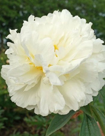 Пион Фринжд Айвори 2/3 1шт (Поиск)