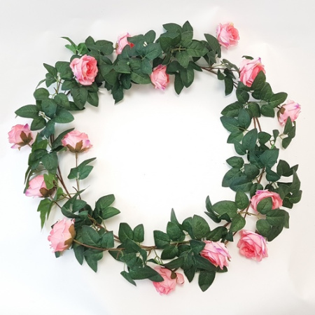 Роза плетистая 170см (Сиб Сад)