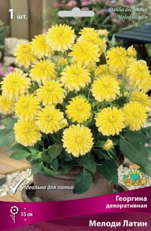 Георгина Мелоди Латин 1шт (Поиск)