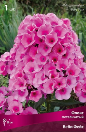 Флокс Беби Фейс 1шт (Поиск)