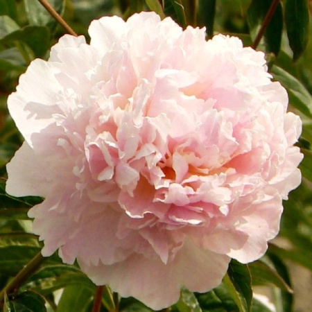 Пион Шифон Парфе 2/3 1шт (Поиск)