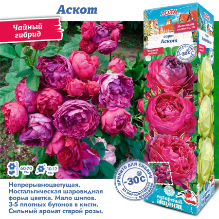 Роза Аскот (Чайно-гибридная) 1шт (Сиб сад)