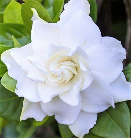 Гардения Радиканс (Комнатное растение) 1шт (Поиск)